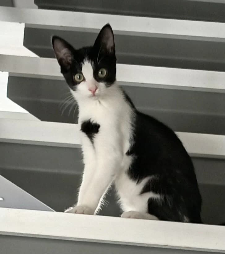 TIA, female puppy Mixed Breed for adoption at SPA 65 Tarbes, Tarbes