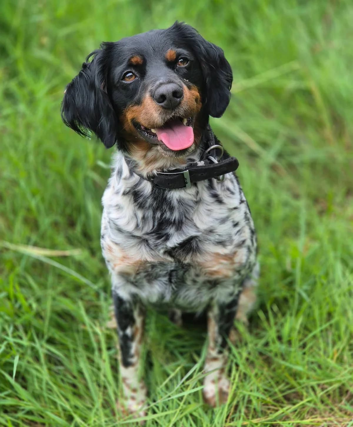 ULYS, male 3yo Brittany Spaniel for adoption at SPA 65 Tarbes, Tarbes