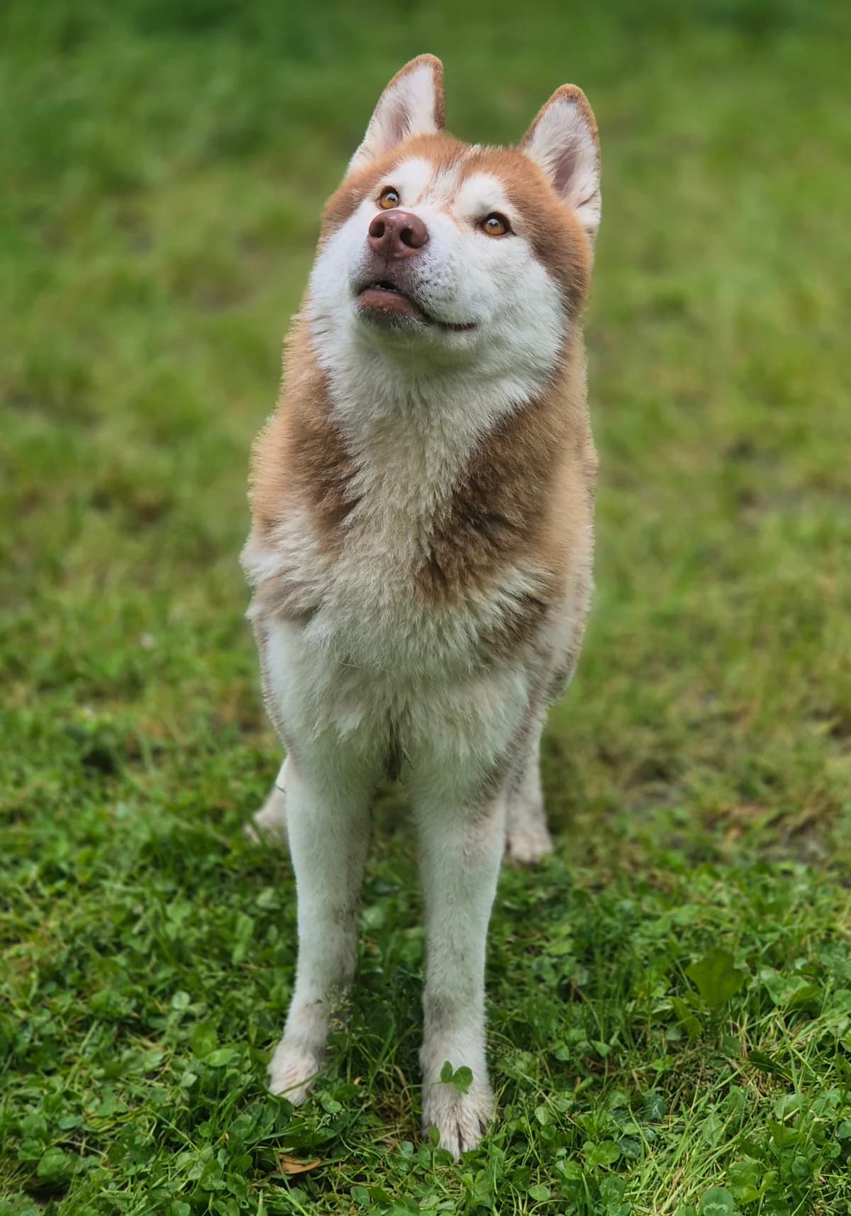 VALENTIN, male young Husky for adoption at SPA 65 Tarbes, Tarbes