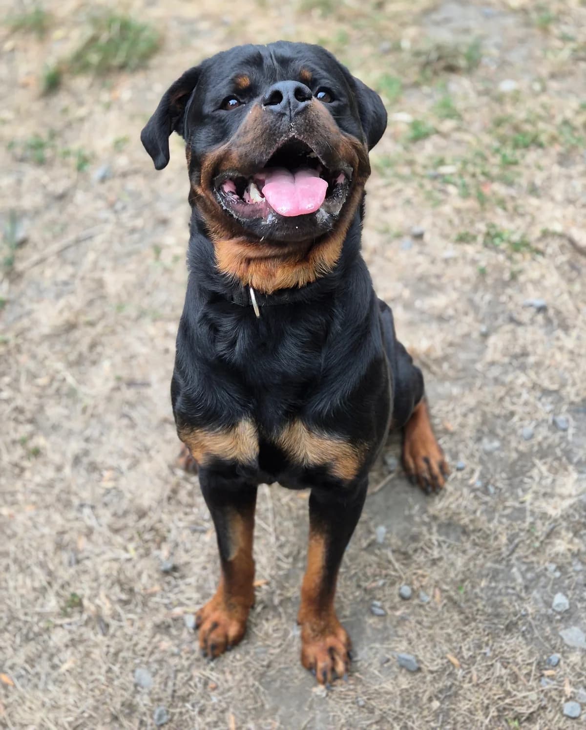 V’ATOM, male young Mixed Breed for adoption at SPA 65 Tarbes, Tarbes