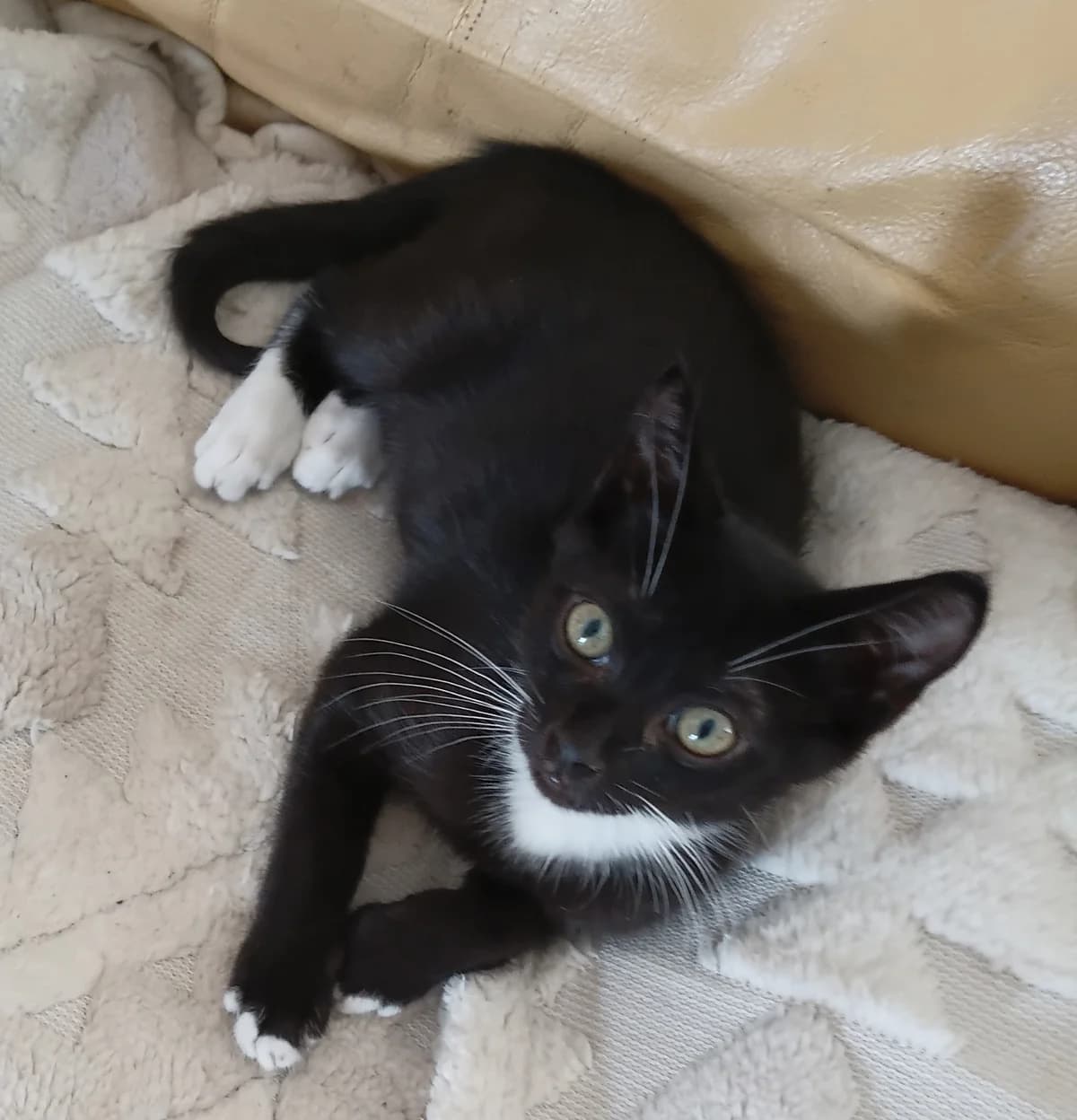 ZEUS, male puppy Mixed Breed for adoption at SPA 65 Tarbes, Tarbes