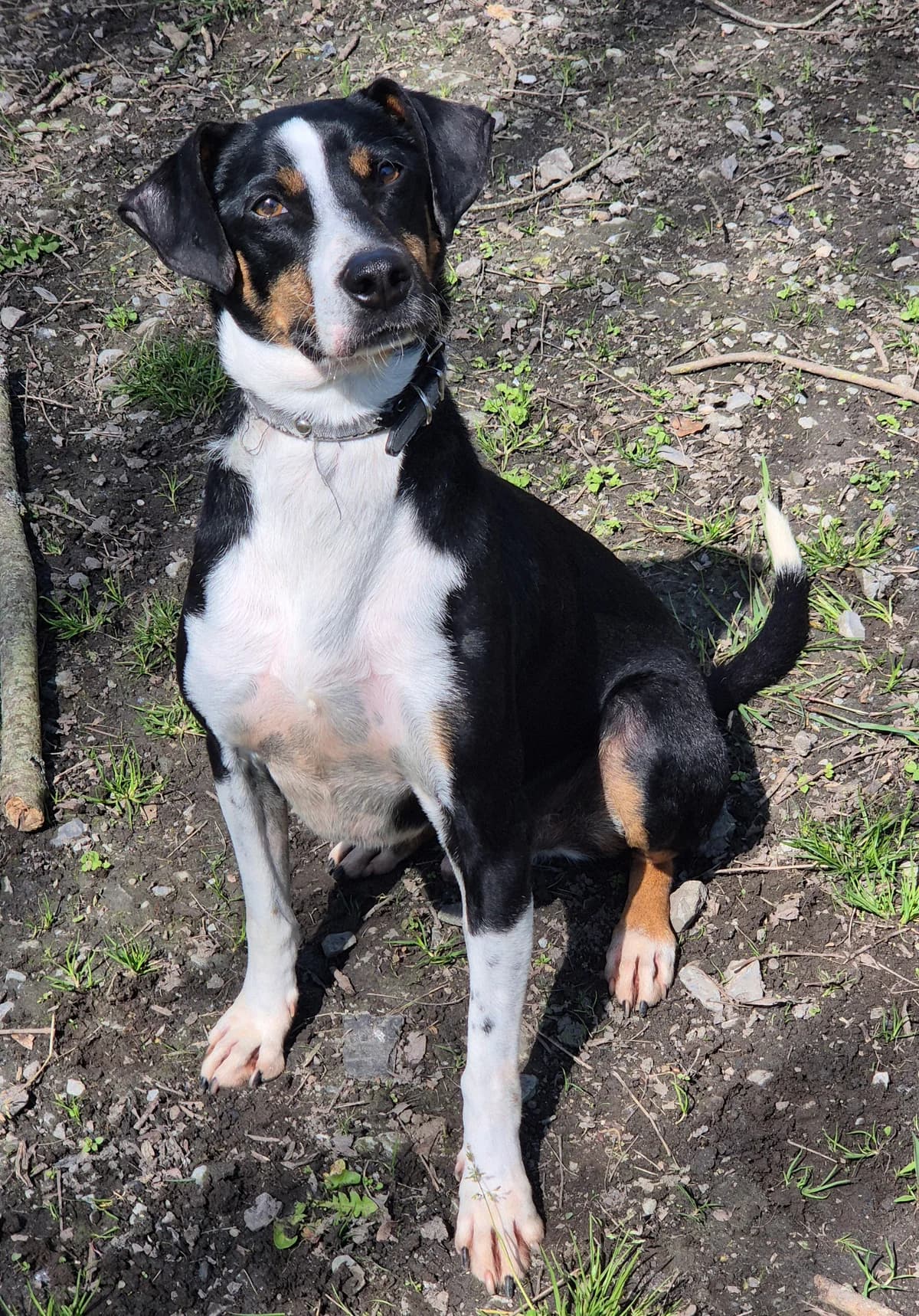 ZORRO, male 6yo mixed breed for adoption at SPA 65 Tarbes, Tarbes