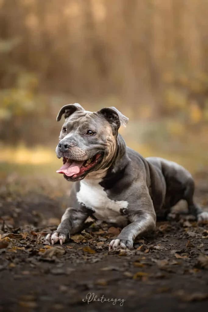 Athéna, female Mixed Breed for adoption at SPA de la Haute-Vienne, Couzeix