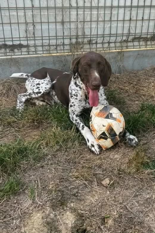 Benny, male Mixed Breed for adoption at SPA de la Haute-Vienne, Couzeix