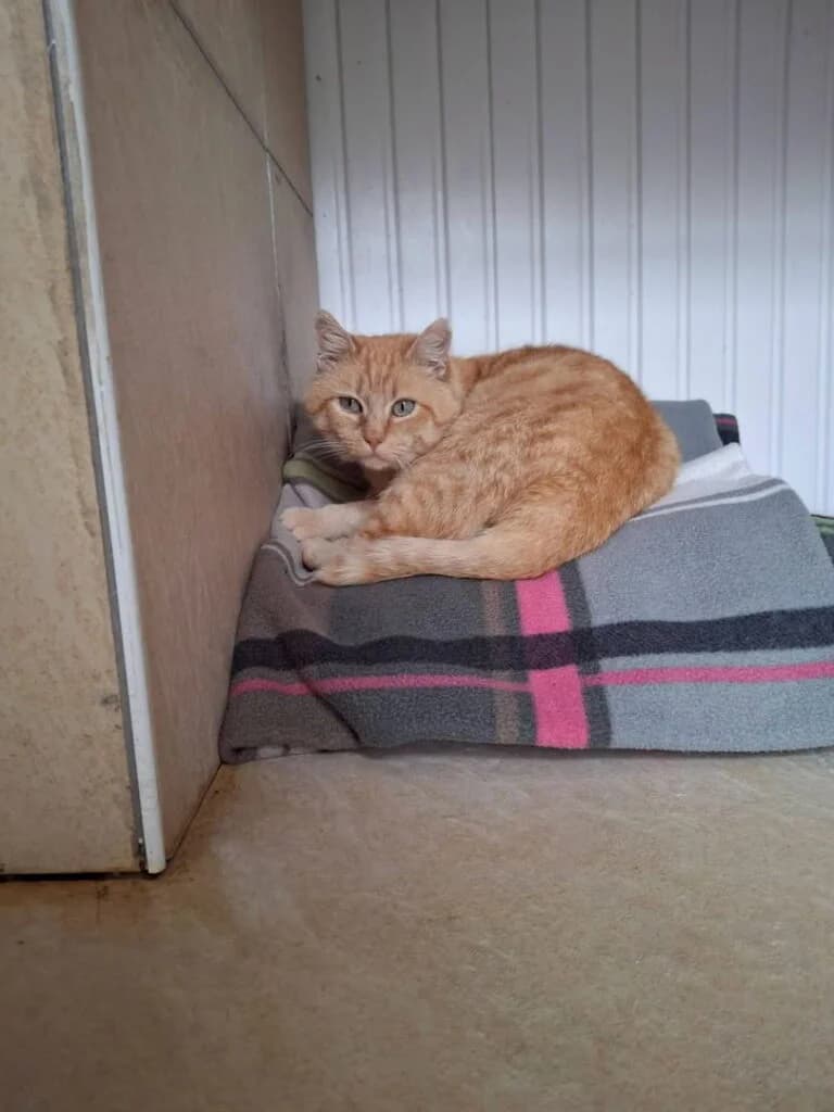 Cuivre, male Mixed Breed for adoption at SPA de la Haute-Vienne, Couzeix