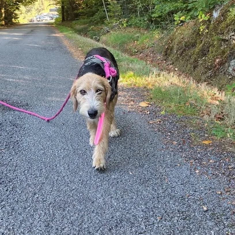 Dalida, female Mixed Breed for adoption at SPA de la Haute-Vienne, Couzeix