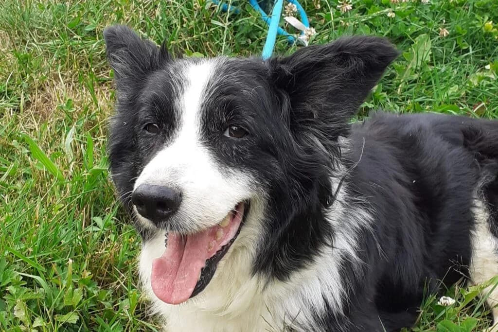 Isa, female Mixed Breed for adoption at SPA de la Haute-Vienne, Couzeix