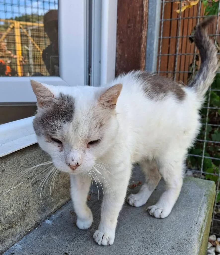 Isidore, male Mixed Breed for adoption at SPA de la Haute-Vienne, Couzeix