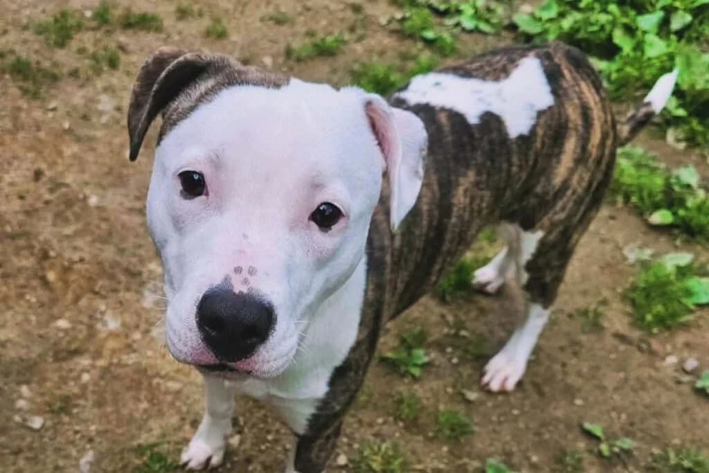 Kyrane, female Mixed Breed for adoption at SPA de la Haute-Vienne, Couzeix