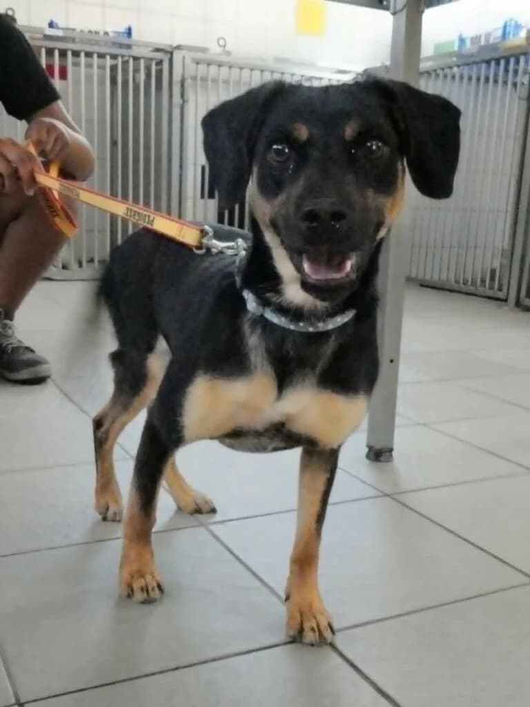 Lyra, female Mixed Breed for adoption at SPA de la Haute-Vienne, Couzeix