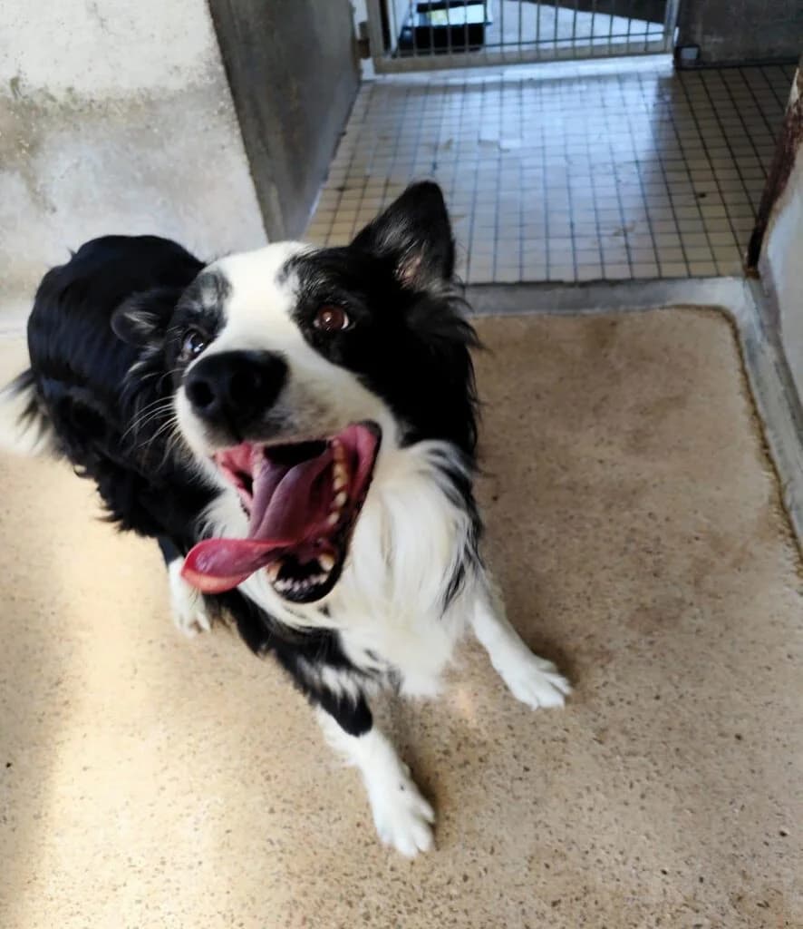 Poppi, male Mixed Breed for adoption at SPA de la Haute-Vienne, Couzeix