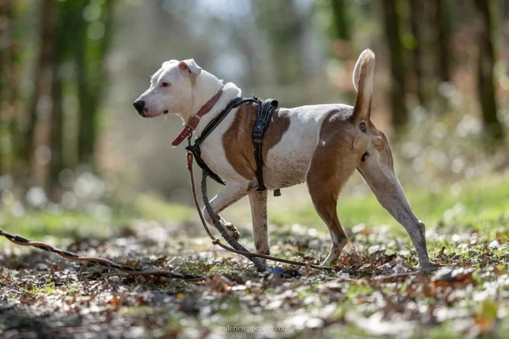 Reika, female Mixed Breed for adoption at SPA de la Haute-Vienne, Couzeix