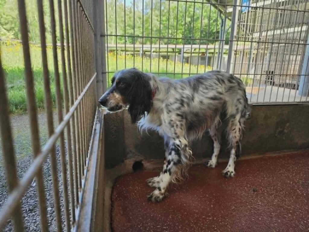 Rio, male Mixed Breed for adoption at SPA de la Haute-Vienne, Couzeix