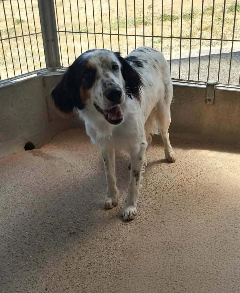Storm, male Mixed Breed for adoption at SPA de la Haute-Vienne, Couzeix