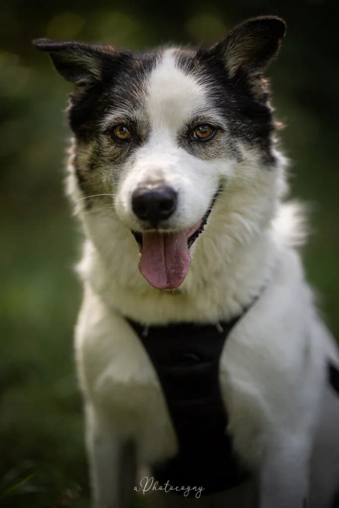 Trico, male Husky for adoption at SPA de la Haute-Vienne, Couzeix