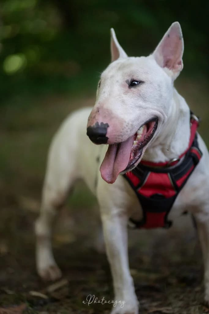 Tyler, male Bull Terrier for adoption at SPA de la Haute-Vienne, Couzeix