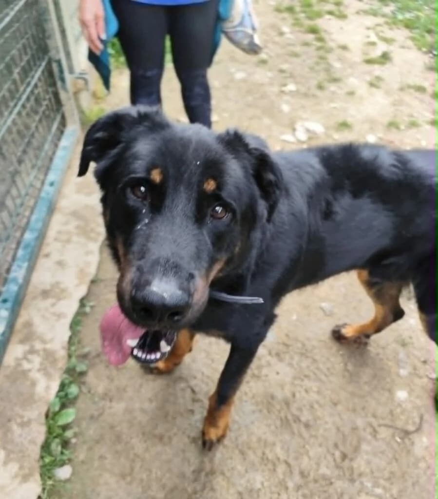 Uko, male Mixed Breed for adoption at SPA de la Haute-Vienne, Couzeix