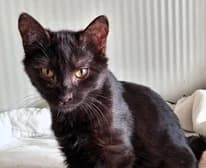 Mimine, young Mixed Breed for adoption at SPA89 Auxerre, spa89 auxerre