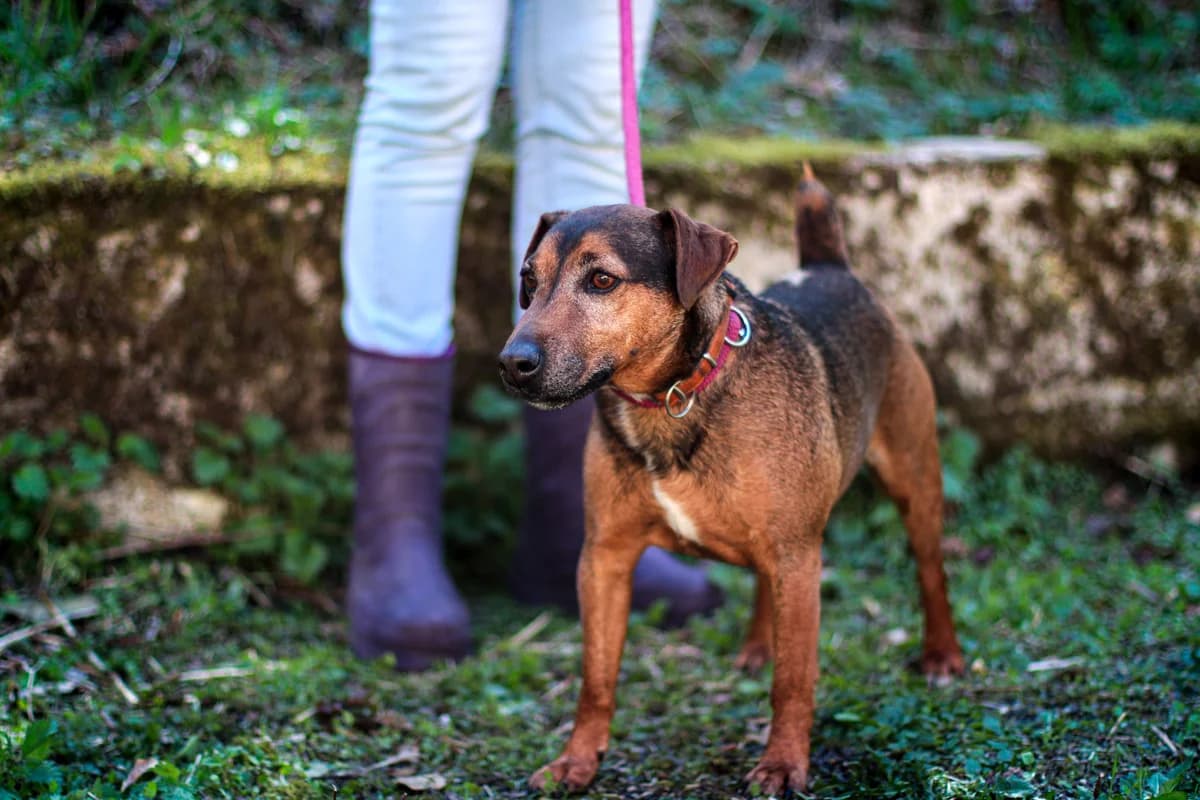 BOB, male 5yo mixed breed for adoption at SPA de Belfort – L