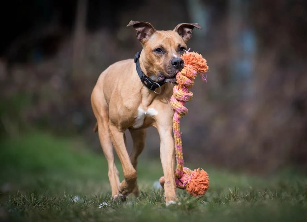 MABROUK, female senior Staffordshire Bull Terrier for adoption at SPA de Belfort – L