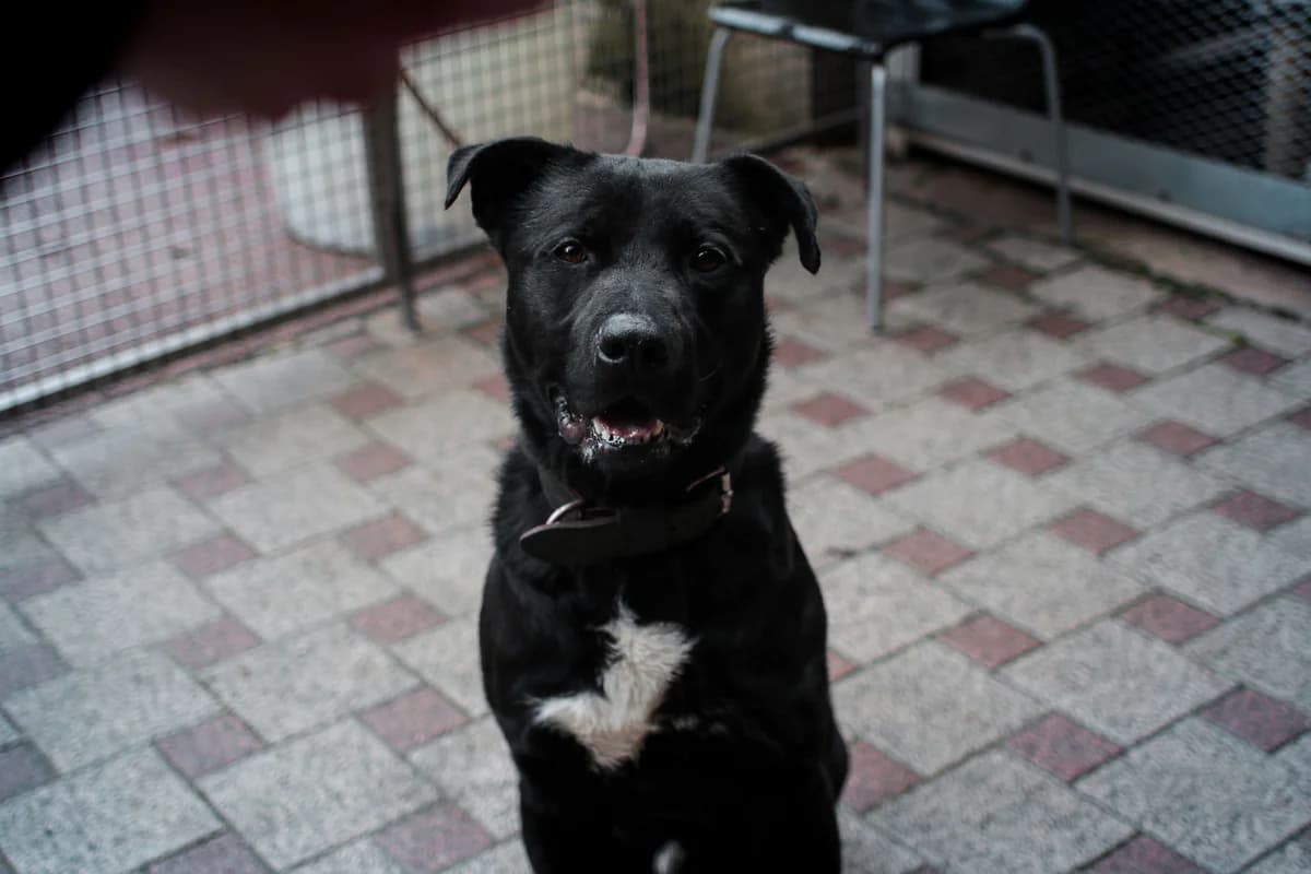 STELLA, female 3yo mixed breed for adoption at SPA de Belfort – L