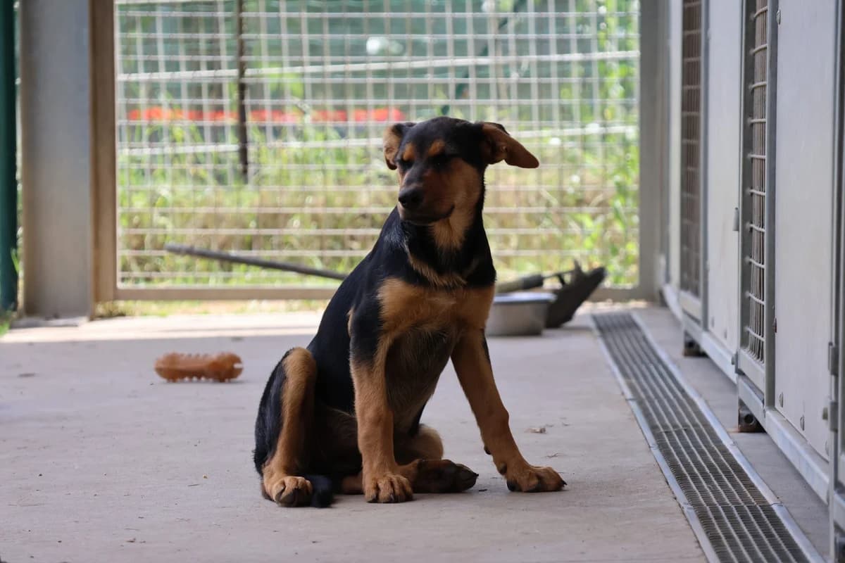 Bora, puppy Mixed Breed for adoption at SPA de Cornouaille, Quimper