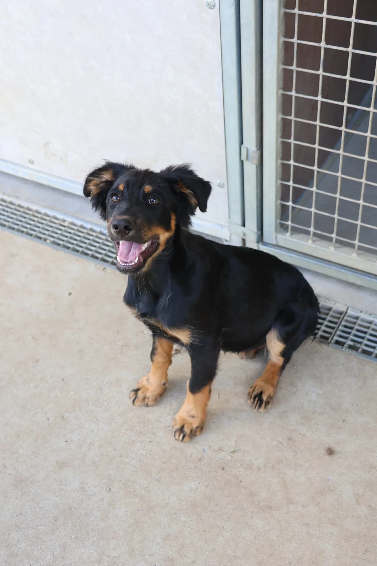 Breizh, puppy Mixed Breed for adoption at SPA de Cornouaille, Quimper