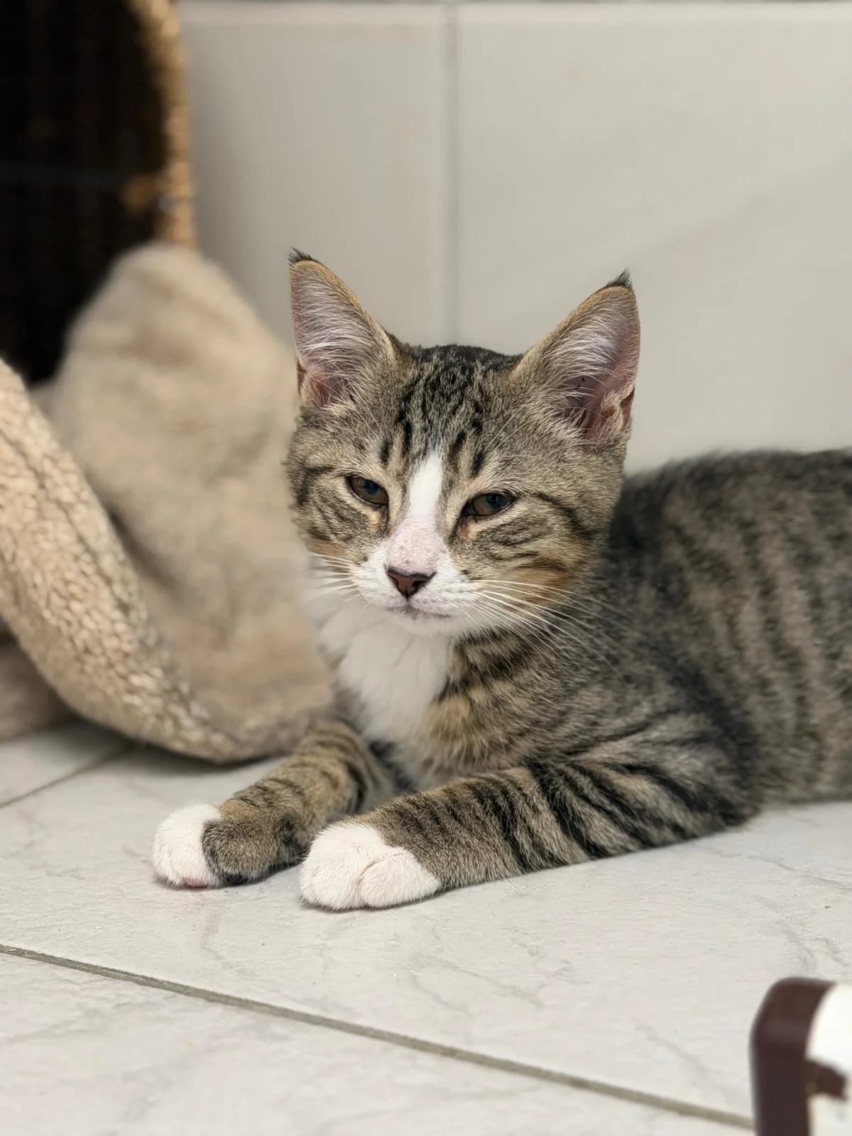 Bond, puppy Mixed Breed for adoption at SPA de Cornouaille, Quimper