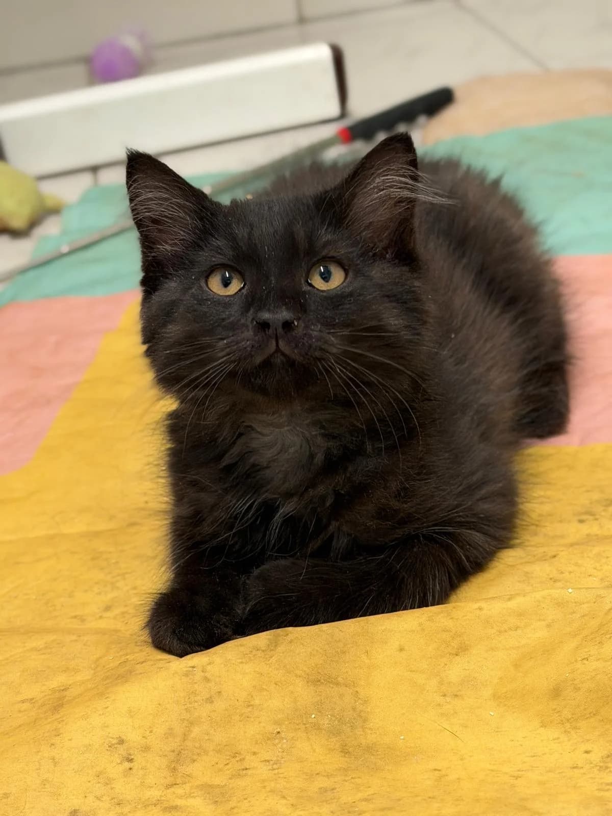 Bouboule, puppy Mixed Breed for adoption at SPA de Cornouaille, Quimper