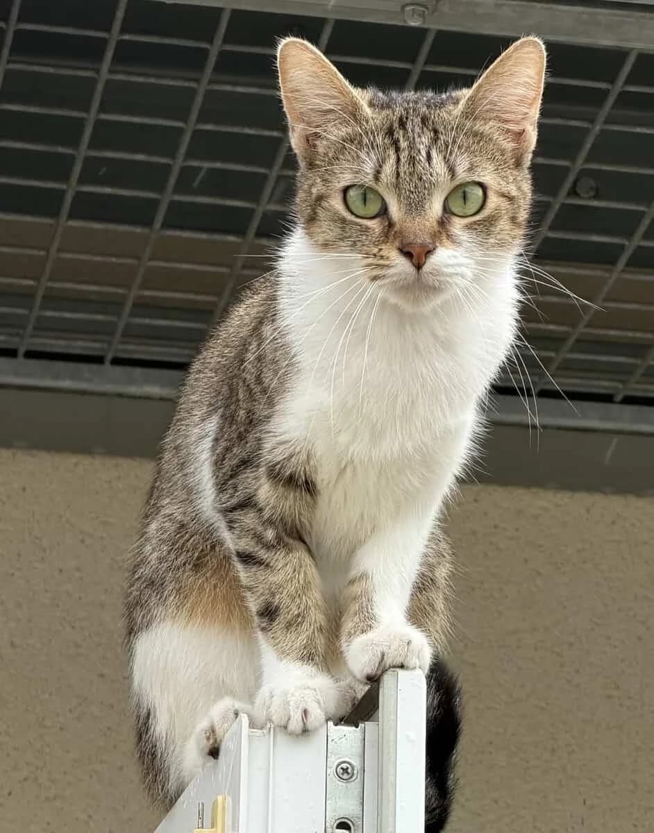 ATHENA, female young European Shorthair for adoption at SPA des Cailloux, Dijon