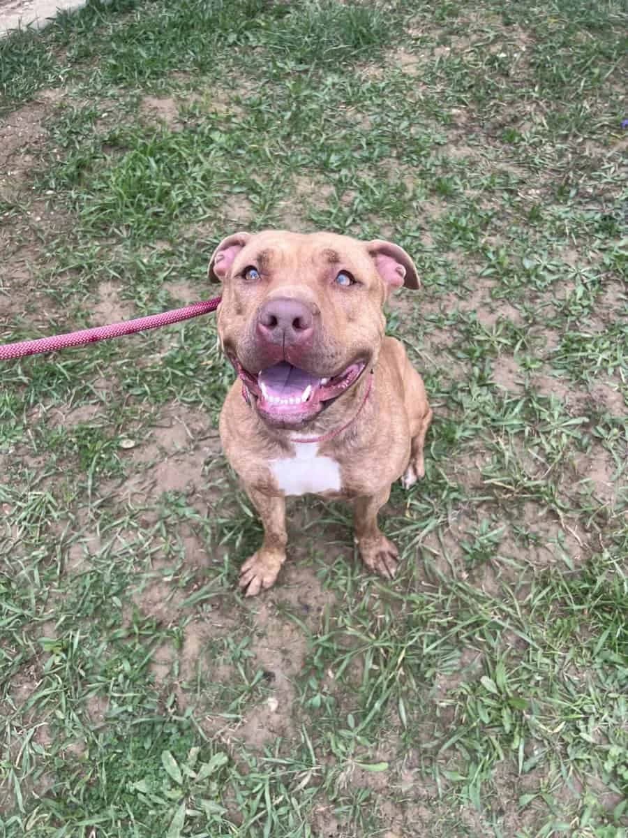 CHICA, female 4yo Mixed Breed for adoption at SPA des Cailloux, Dijon
