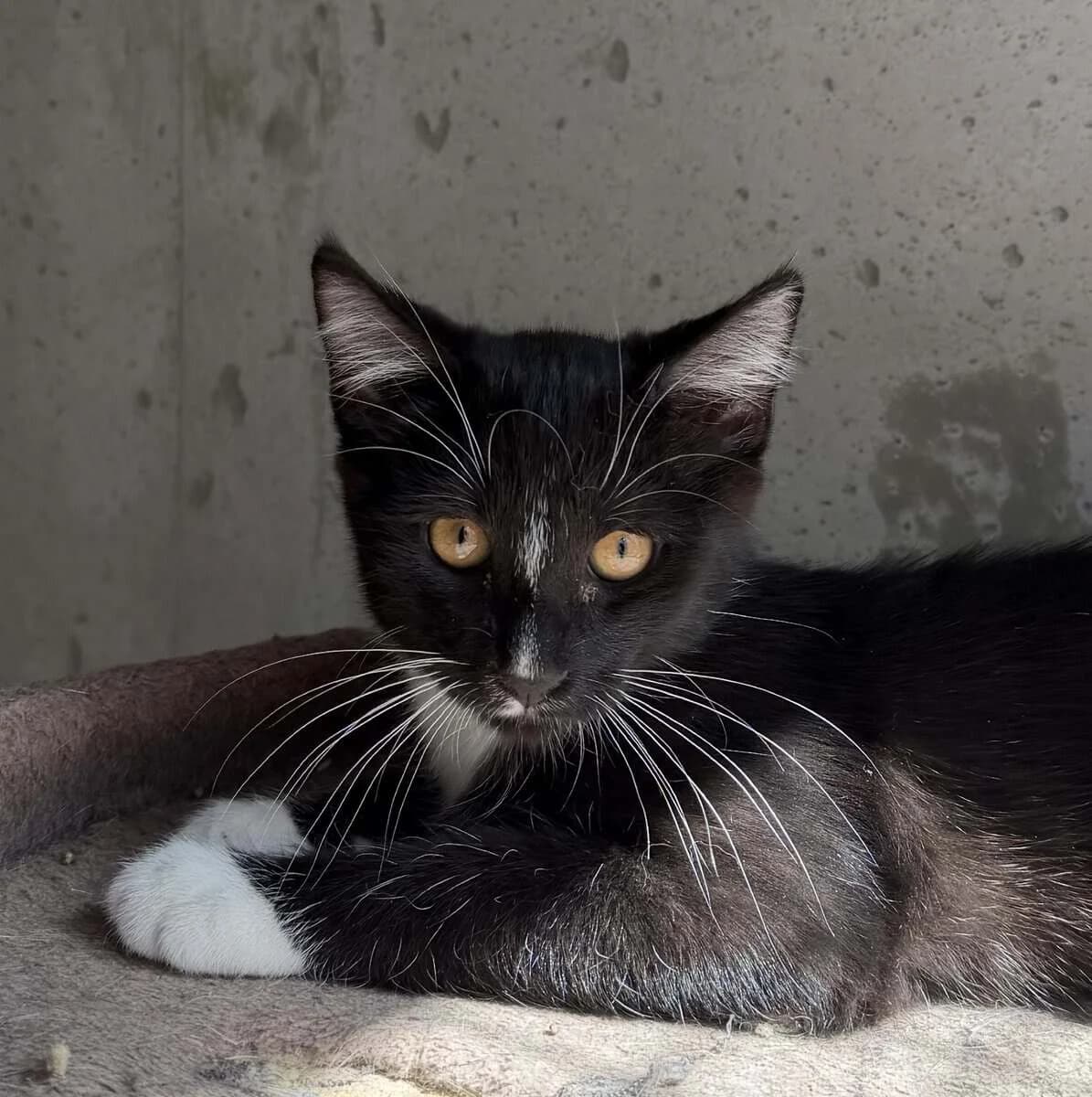 COEURLY, male puppy European Shorthair for adoption at SPA des Cailloux, Dijon