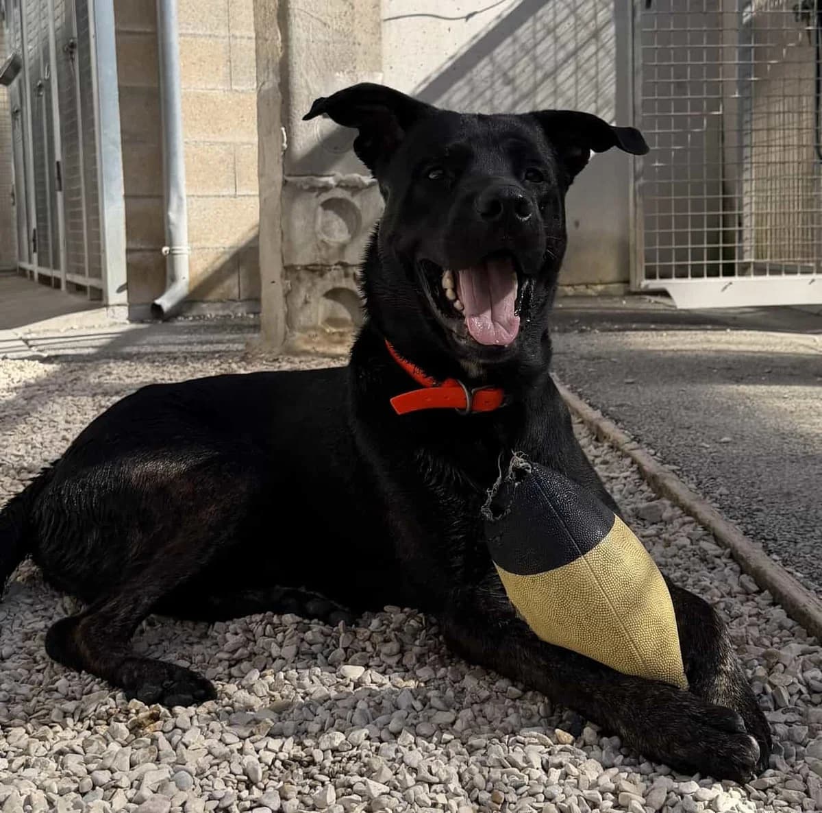 ELLIOT, male young Cane Corso for adoption at SPA des Cailloux, Dijon