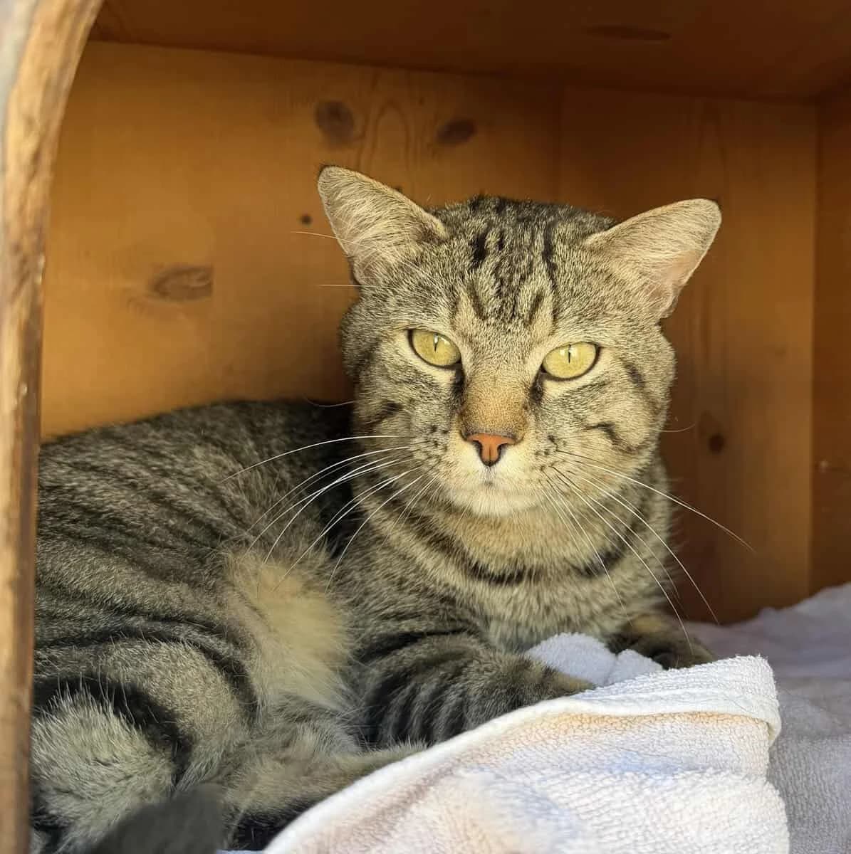 GRIBOUILLE, male 5yo European Shorthair for adoption at SPA des Cailloux, Dijon