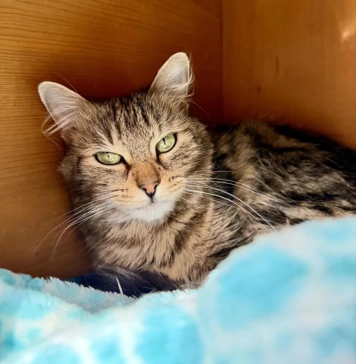 ISIS, female 3yo European Shorthair for adoption at SPA des Cailloux, Dijon
