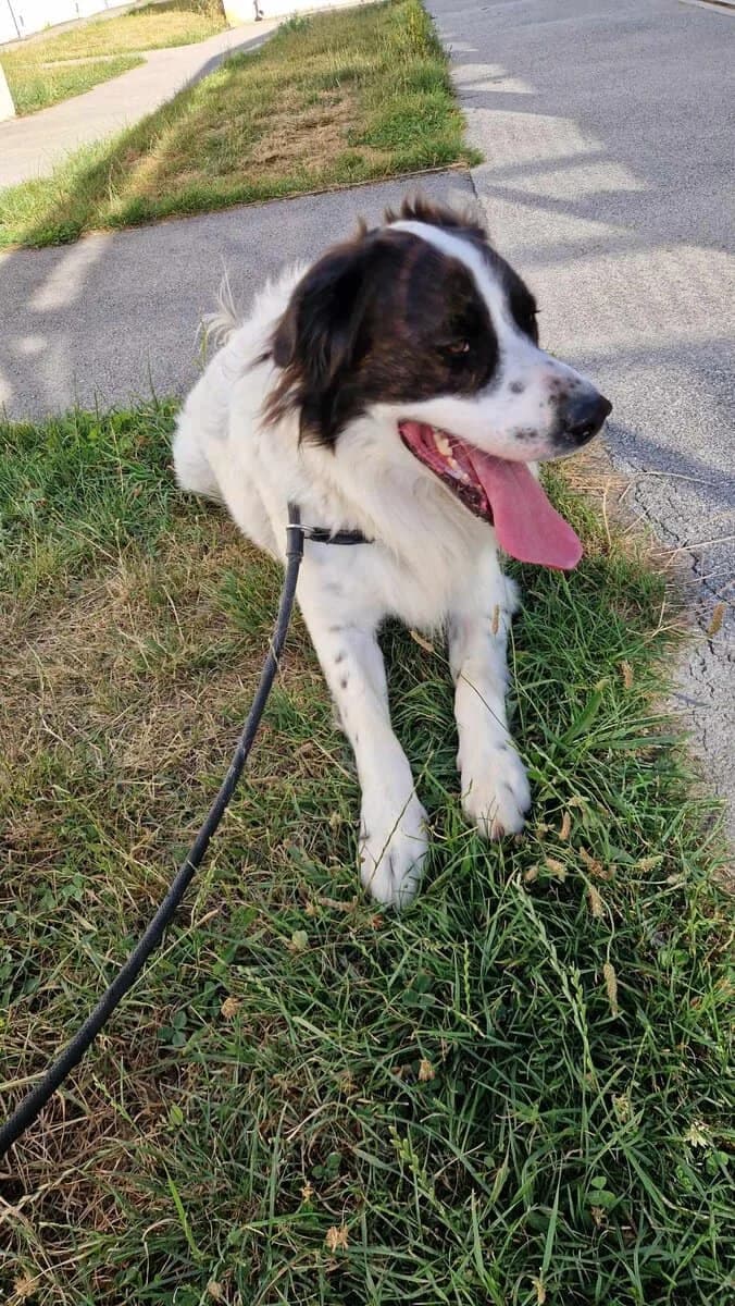 KISAKI, male 3yo Mixed Breed for adoption at SPA des Cailloux, Dijon