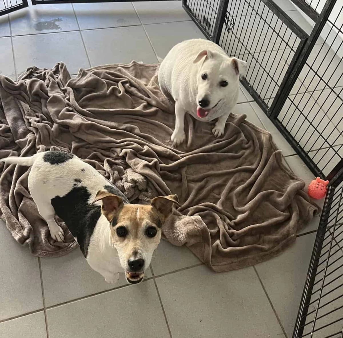 LOUISE ET JOSEPHA, female Jack Russell Terrier for adoption at SPA des Cailloux, Dijon