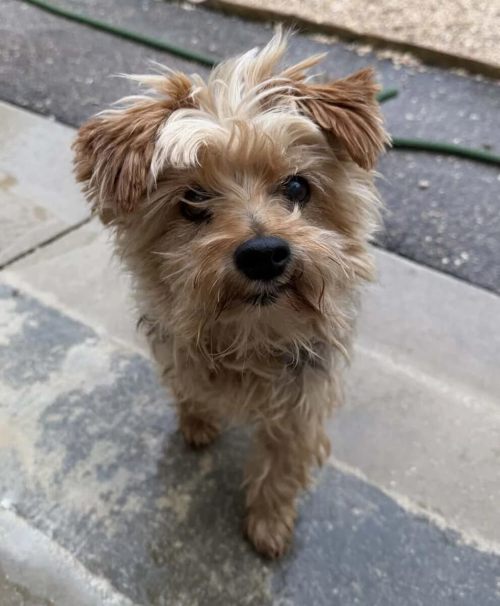 LOULOU, male senior Yorkshire Terrier for adoption at SPA des Cailloux, Dijon