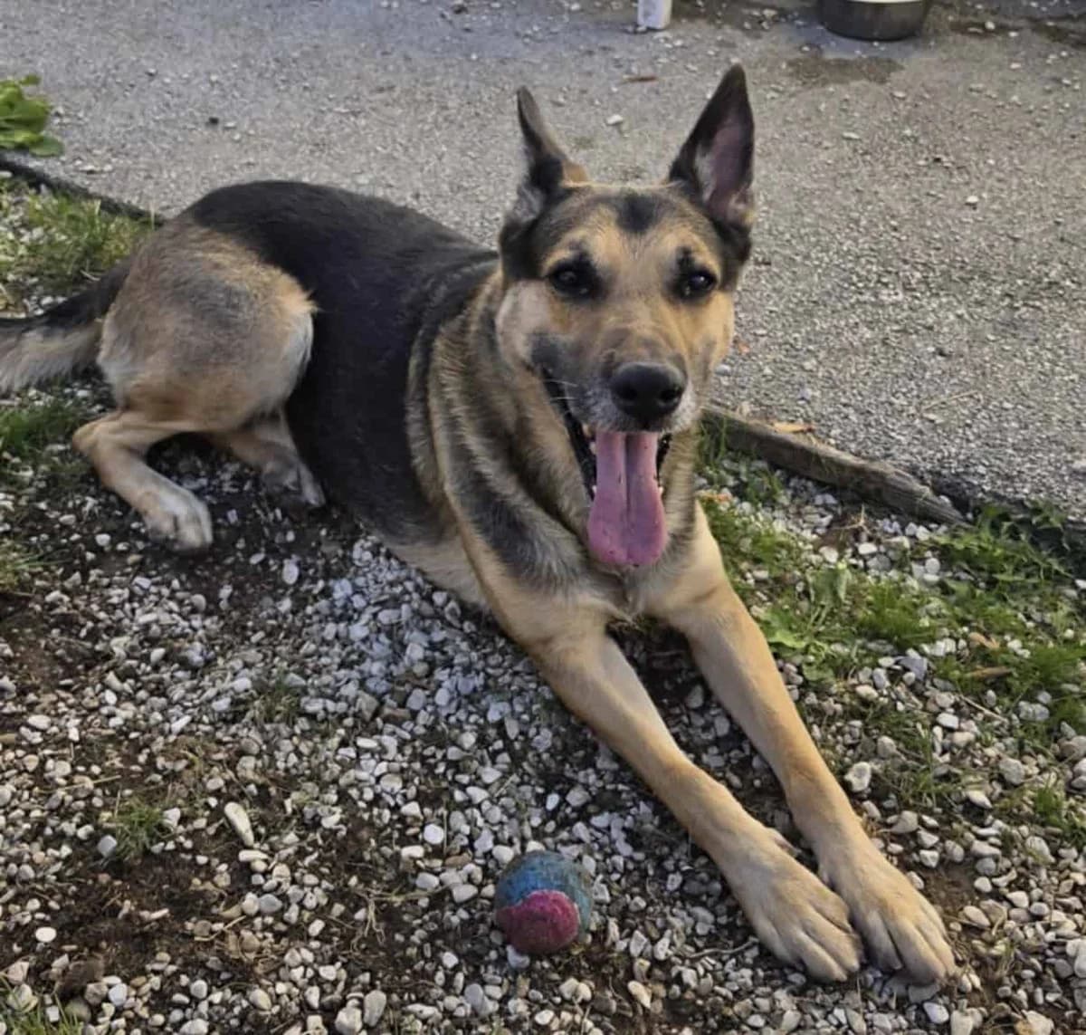MICKEY, male 7yo German Shepherd for adoption at SPA des Cailloux, Dijon