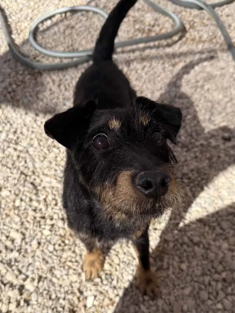 MINUS, male senior mixed breed for adoption at SPA des Cailloux, Dijon