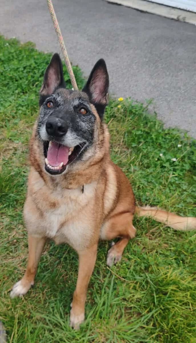 NATSUKO, female senior Belgian Malinois for adoption at SPA des Cailloux, Dijon