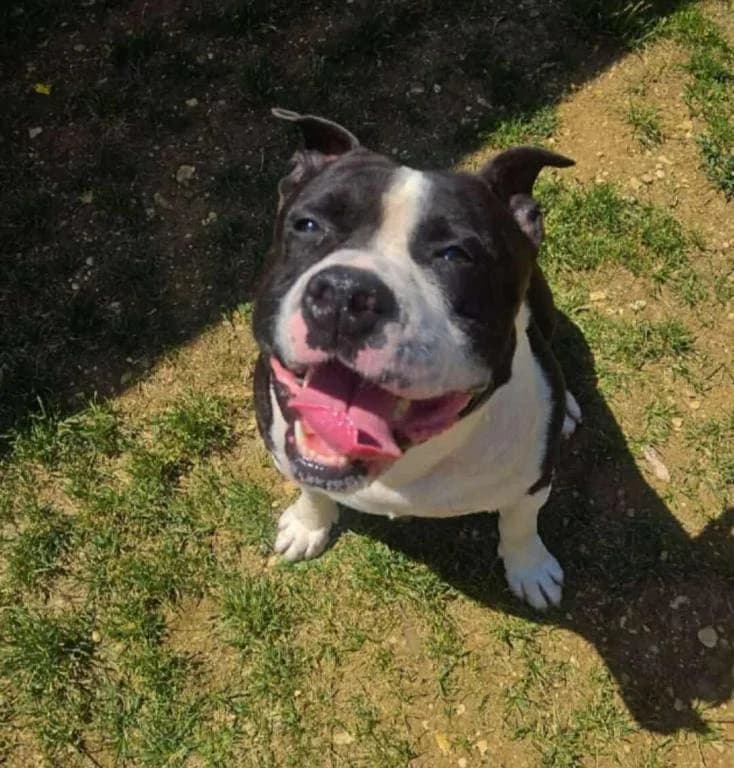 NONOSS, male 4yo Mixed Breed for adoption at SPA des Cailloux, Dijon