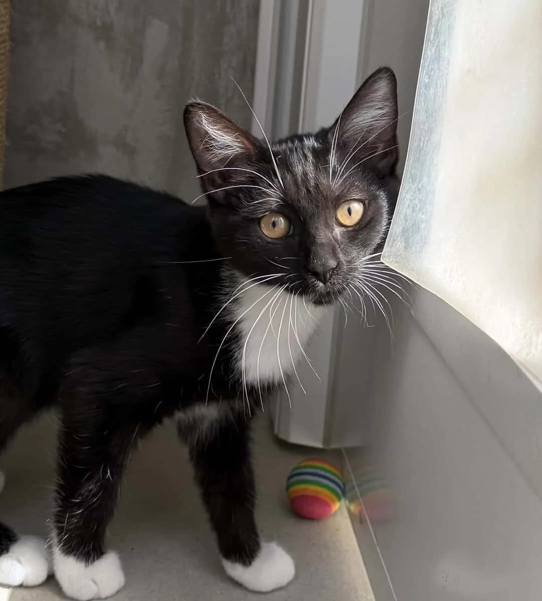 PANDORA, female puppy European Shorthair for adoption at SPA des Cailloux, Dijon