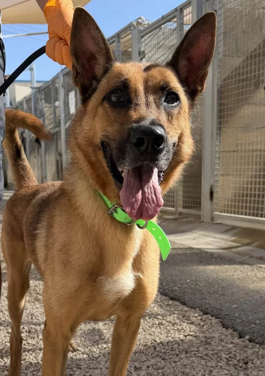 RUPPY, male 5yo Belgian Malinois for adoption at SPA des Cailloux, Dijon