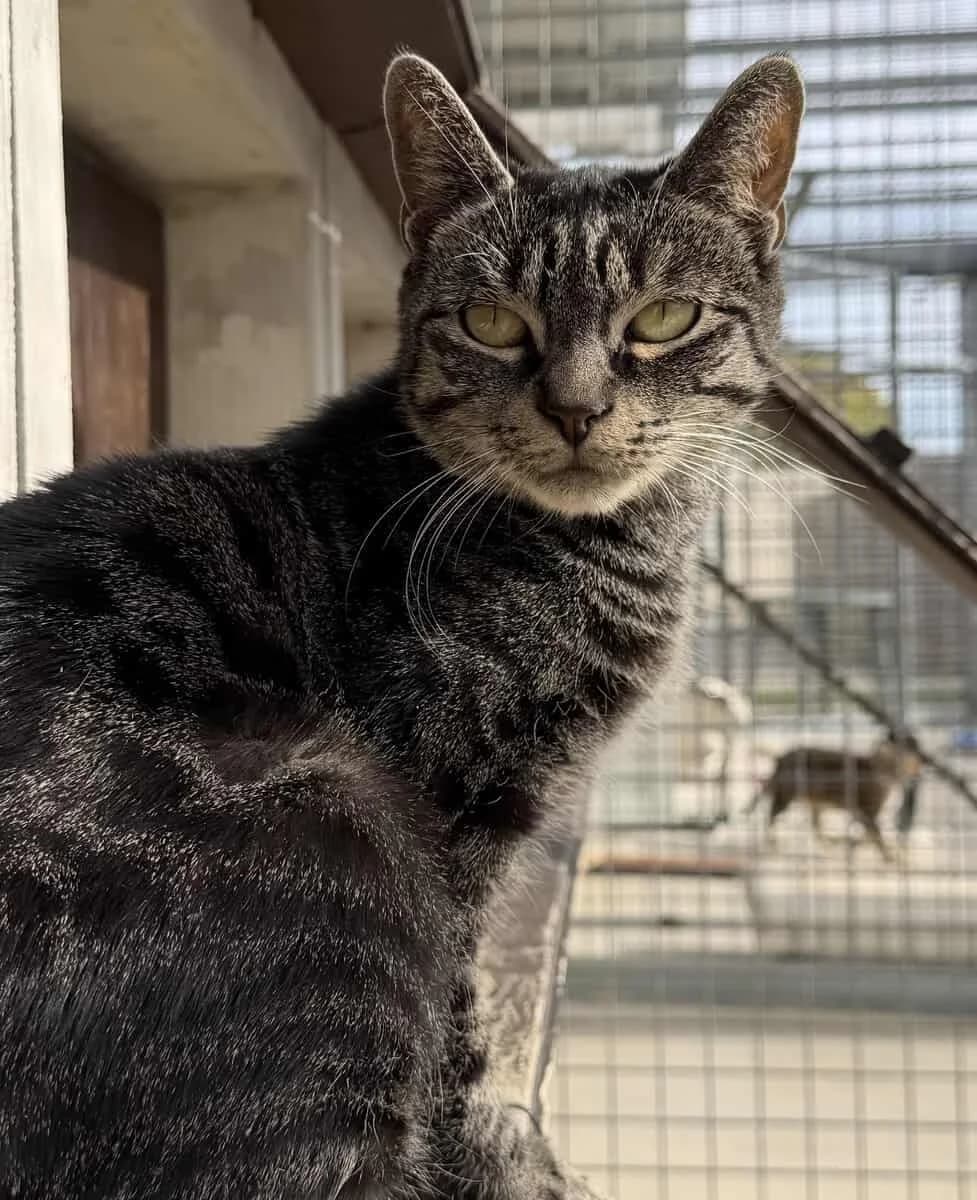 VENUS, female young European Shorthair for adoption at SPA des Cailloux, Dijon
