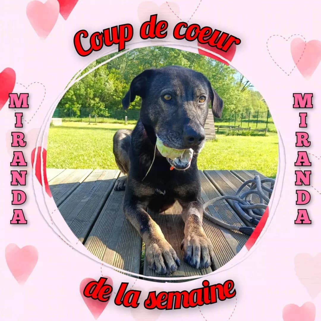 Miranda, female 6yo Mixed Breed for adoption at SPA du Gers