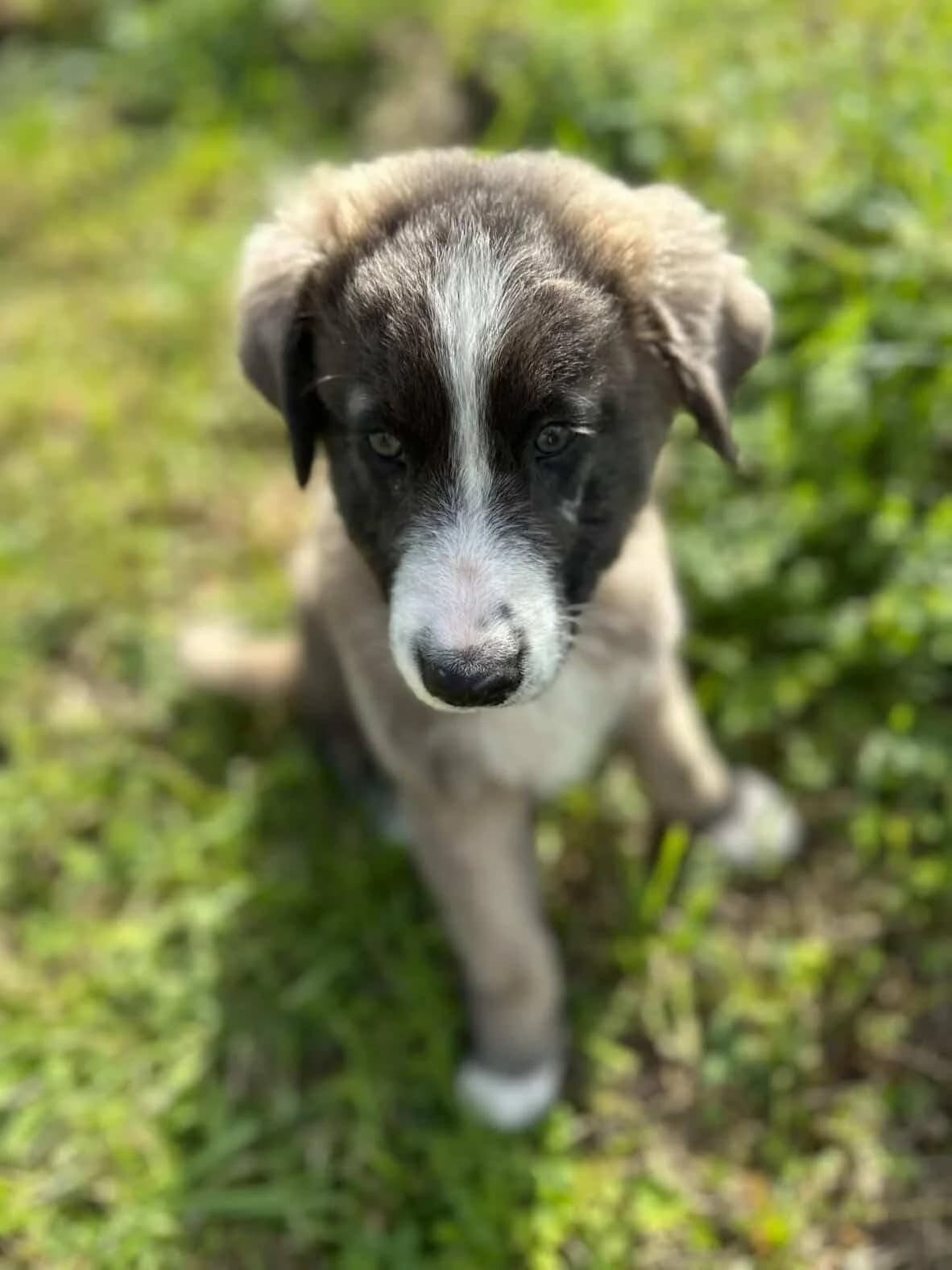 Pepper, male puppy Mixed Breed for adoption at SPA du Gers