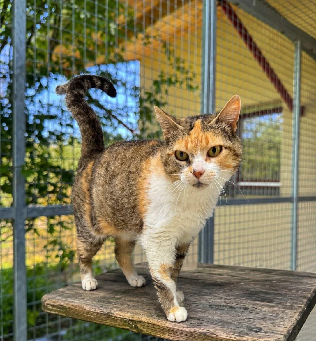 ♀️ Poppy, female 3yo Mixed Breed for adoption at SPA du Gers