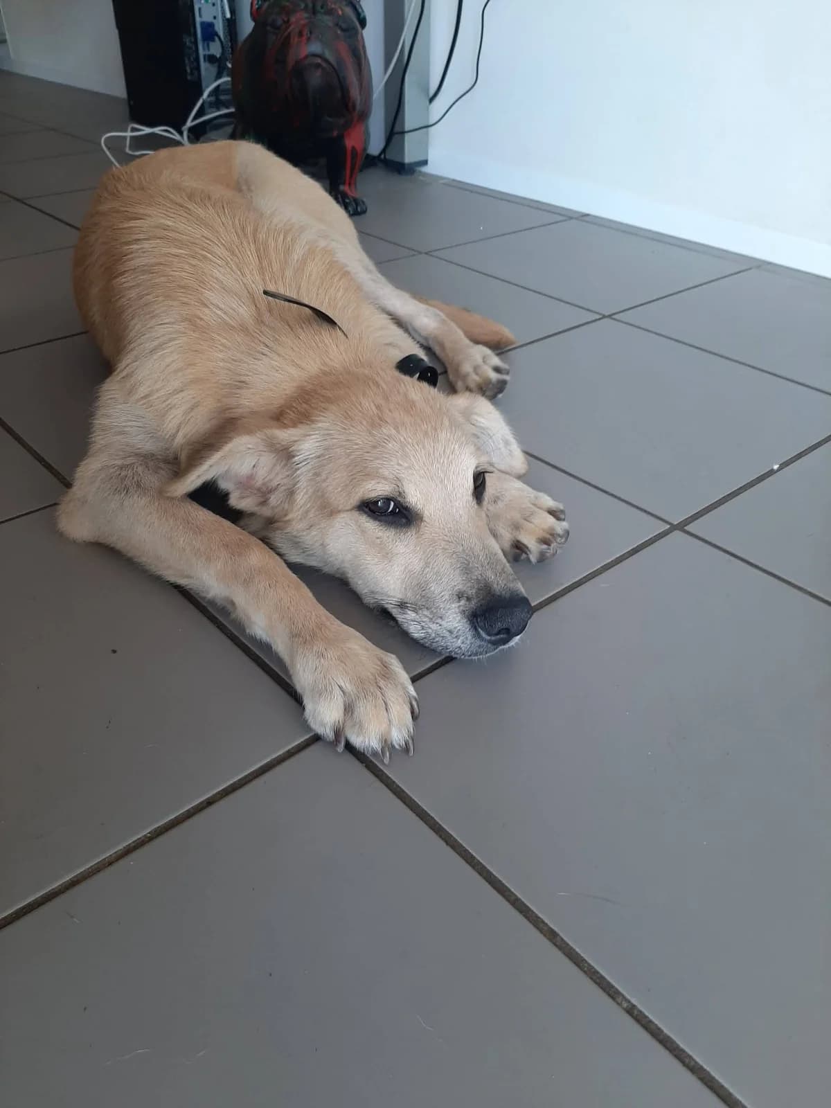 Bloom, female puppy Mixed Breed for adoption at SPA du Gers