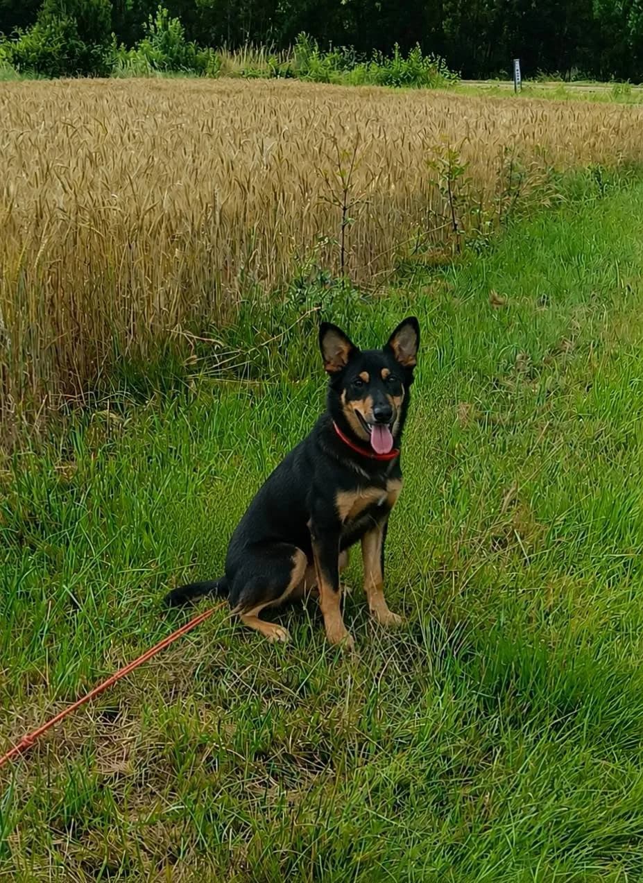 Flora, female puppy Mixed Breed for adoption at SPA du Gers